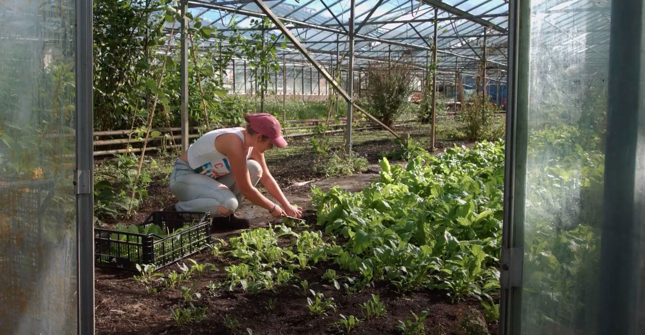 Greenhouse Harvesting