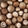 Mushroom: Chestnut