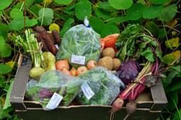 Image of More Veg Box