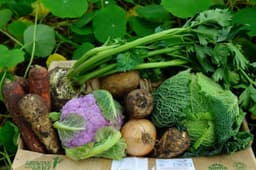 Image of Just Veg Box