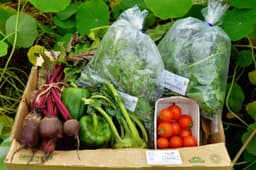 Image of Salad Box