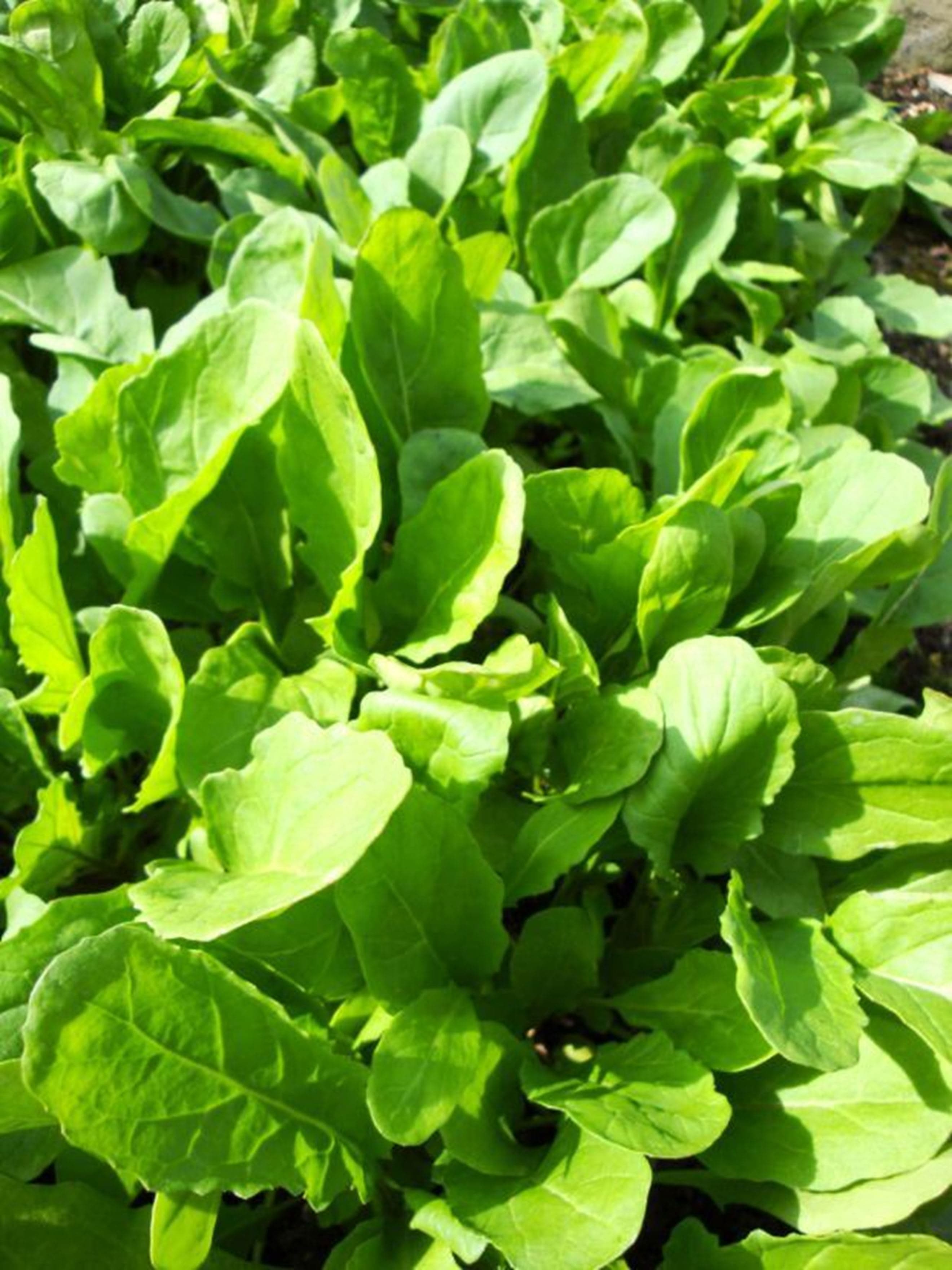 Rocket 100g (Own Grown)