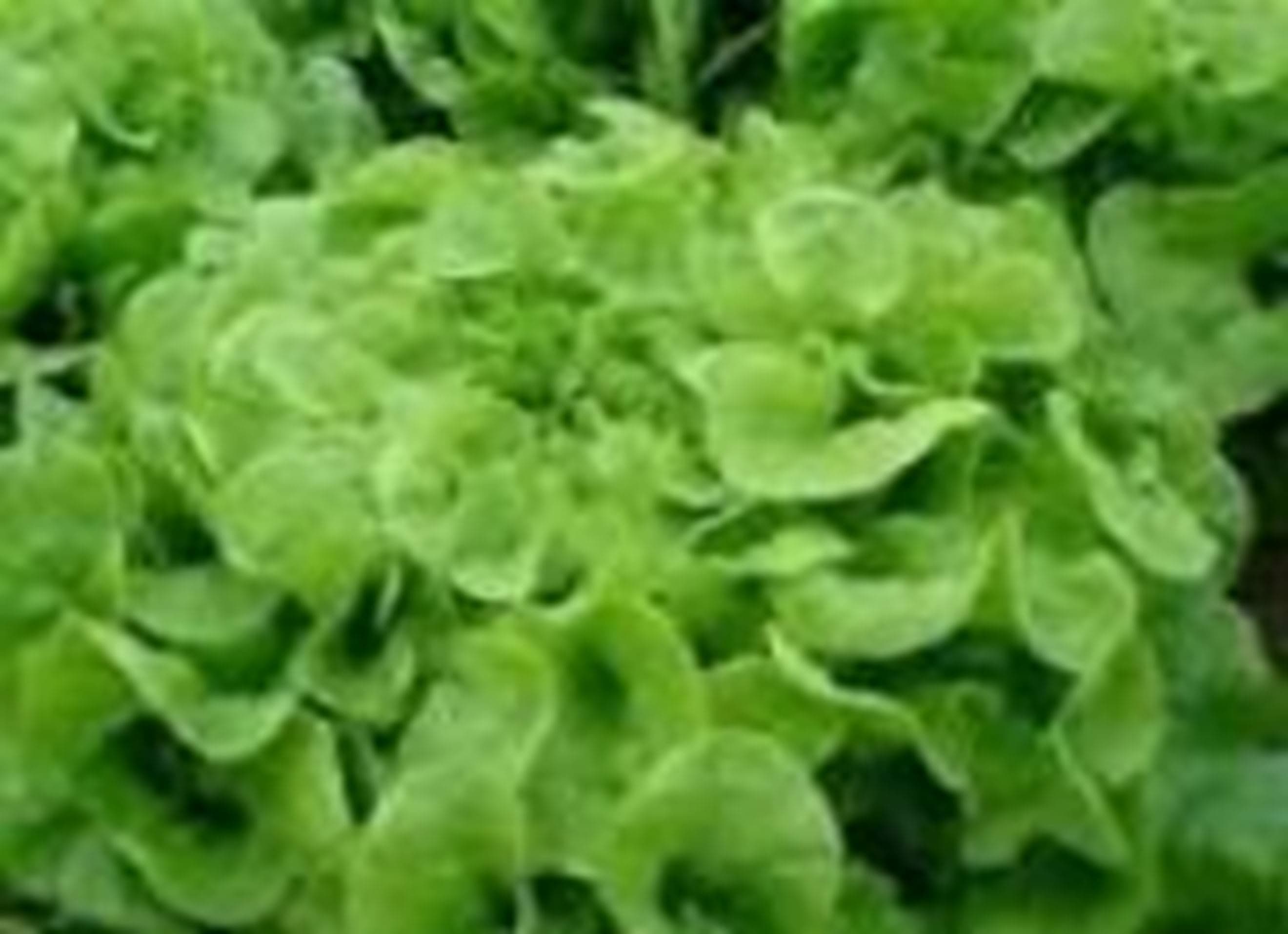 Lettuce (each) (Own Grown)