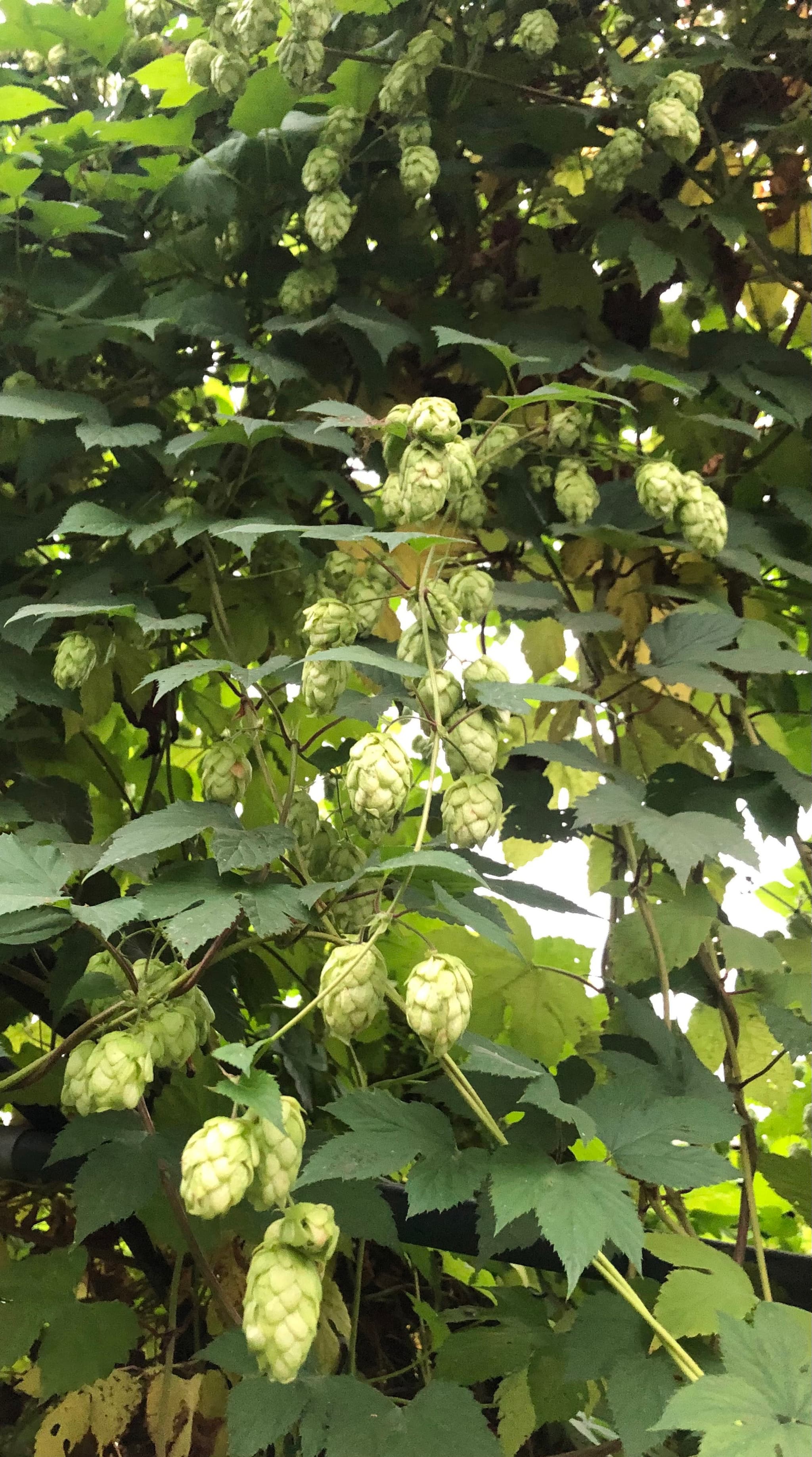 Hops - Fresh 50g (Own Grown)