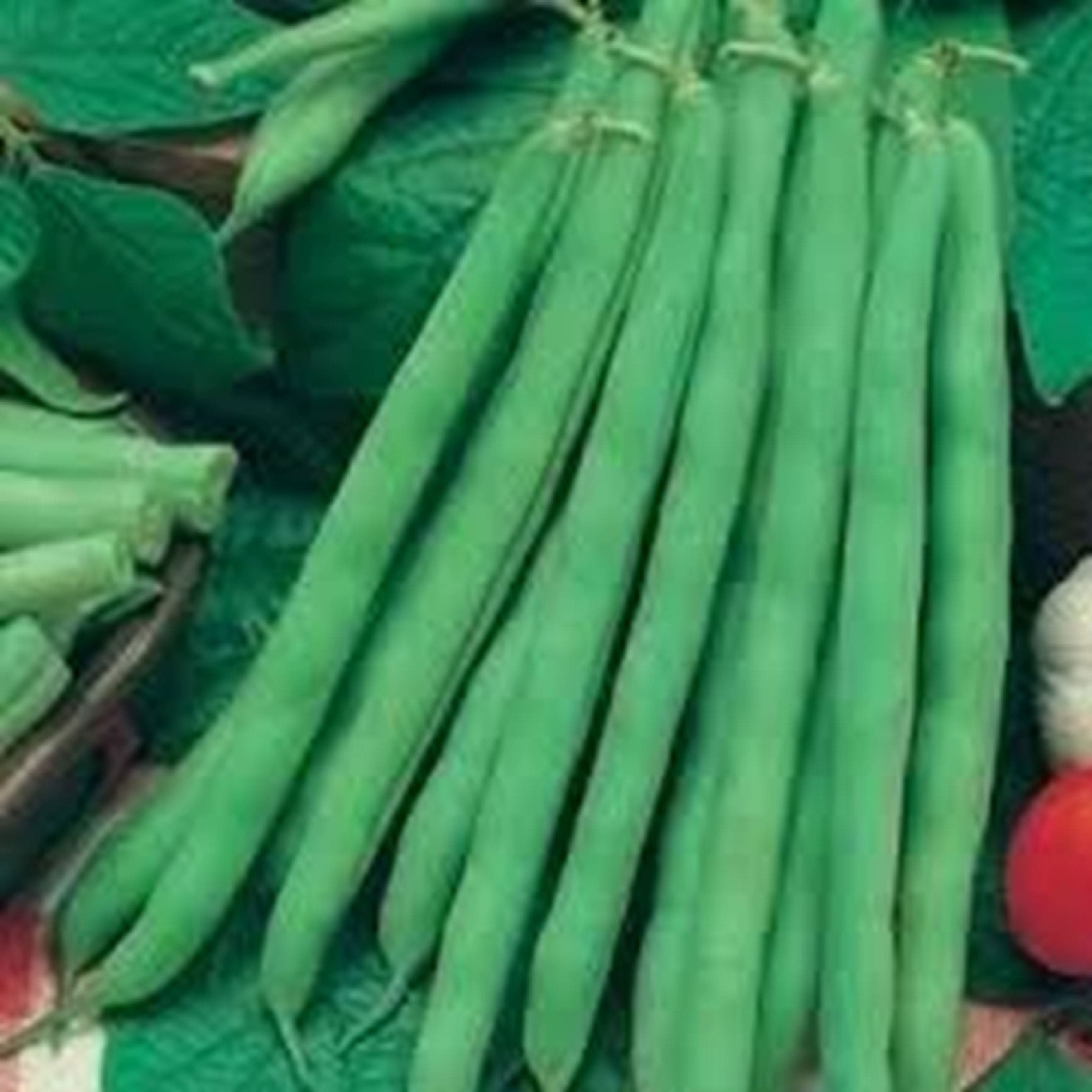 French Beans - Mixed 200g (Own Grown)