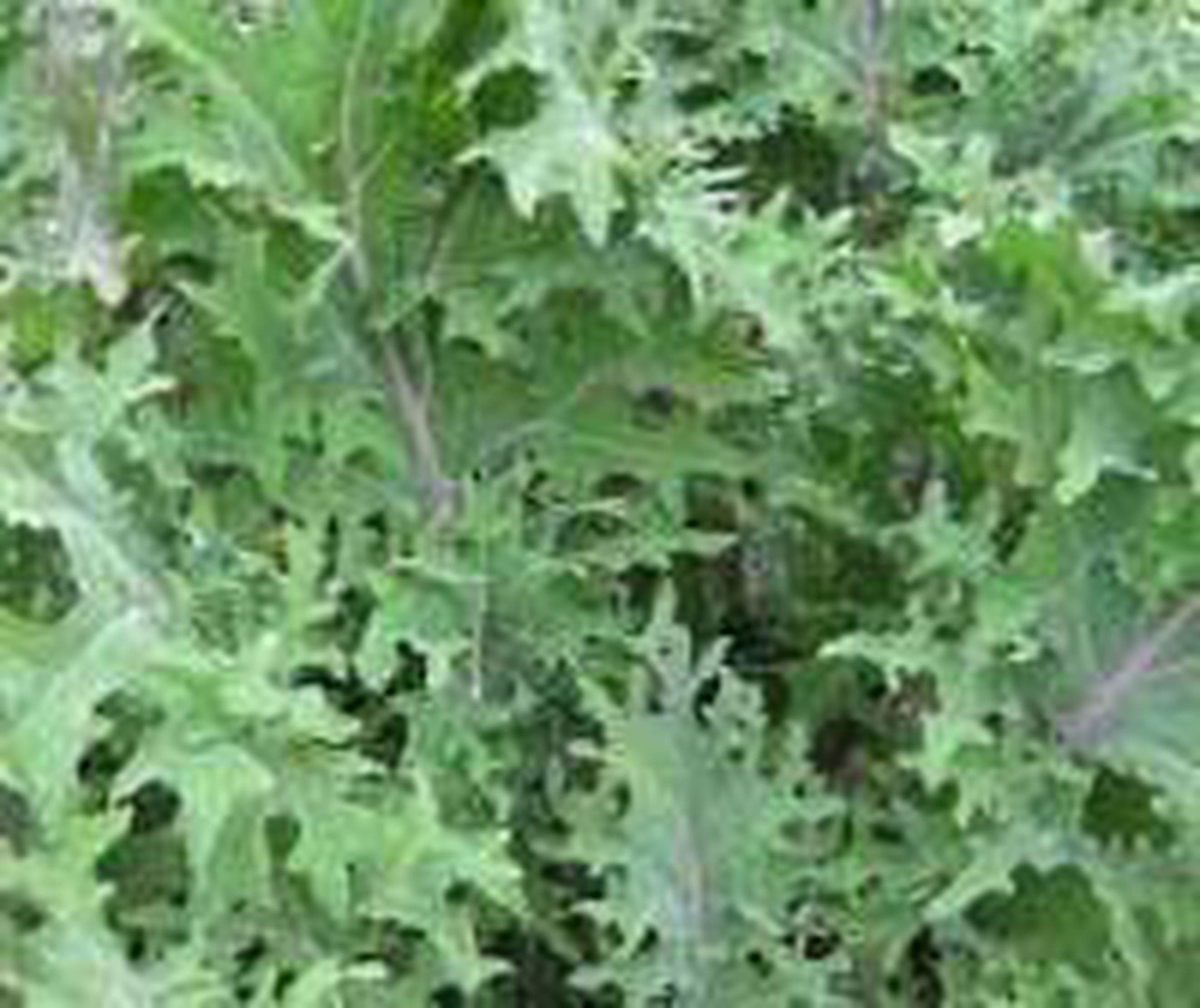 Kale - Mixed (250g) (Own Grown)