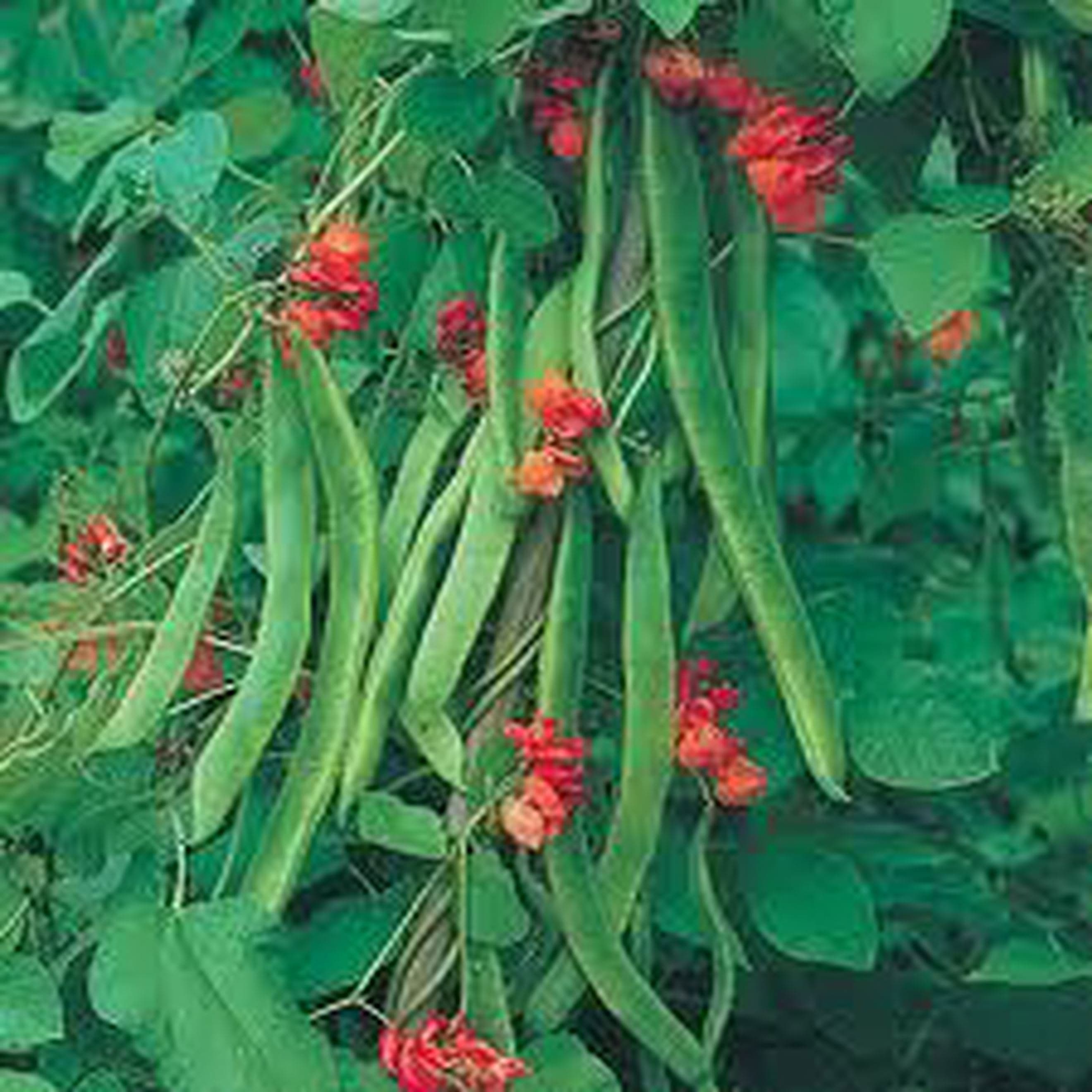 Runner Beans 300g (Own Grown)