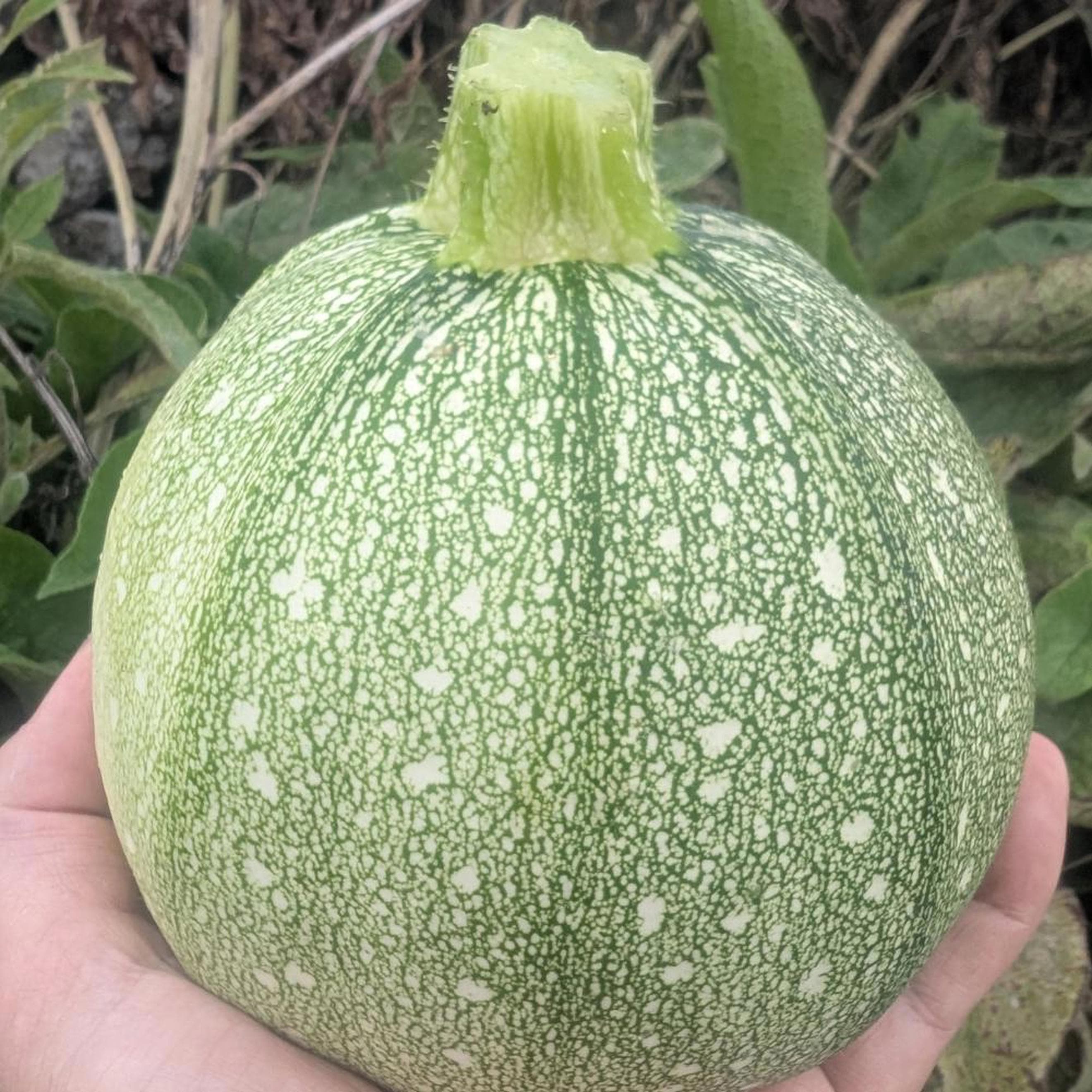 Squash - Ronde (own grown)