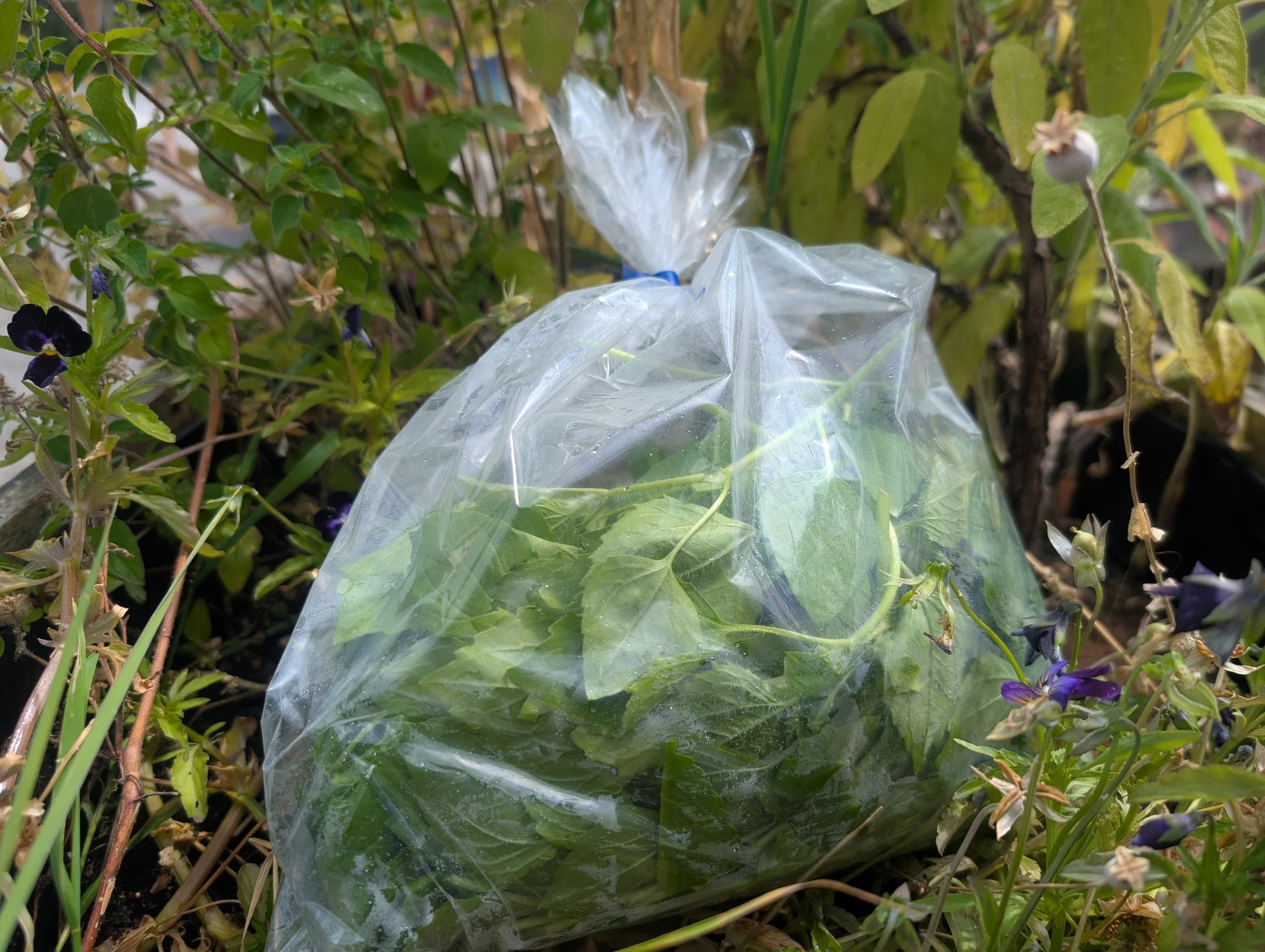 Horta Greens (Own Grown) 200g