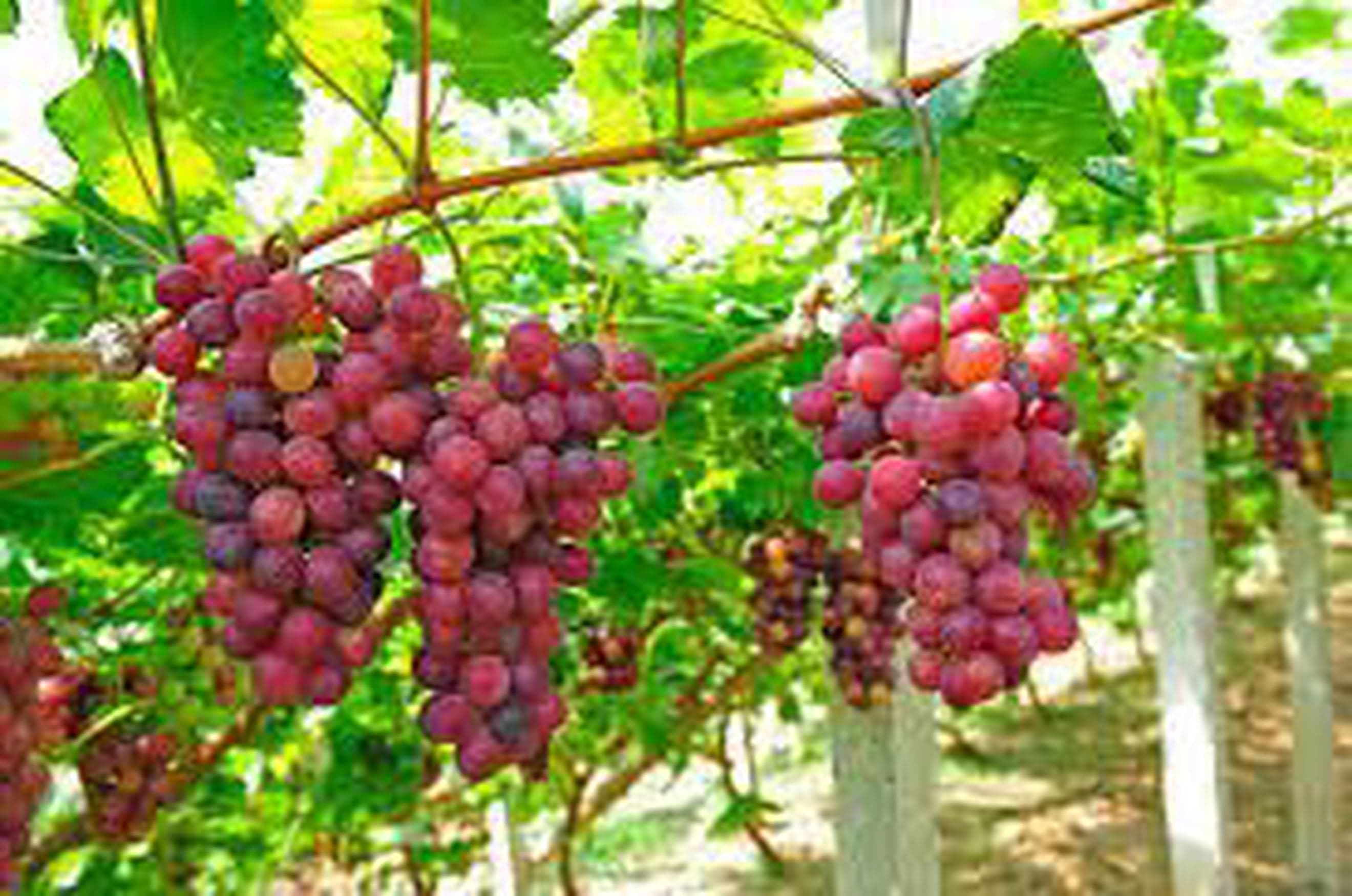 Grapes (Own Grown) (200g)