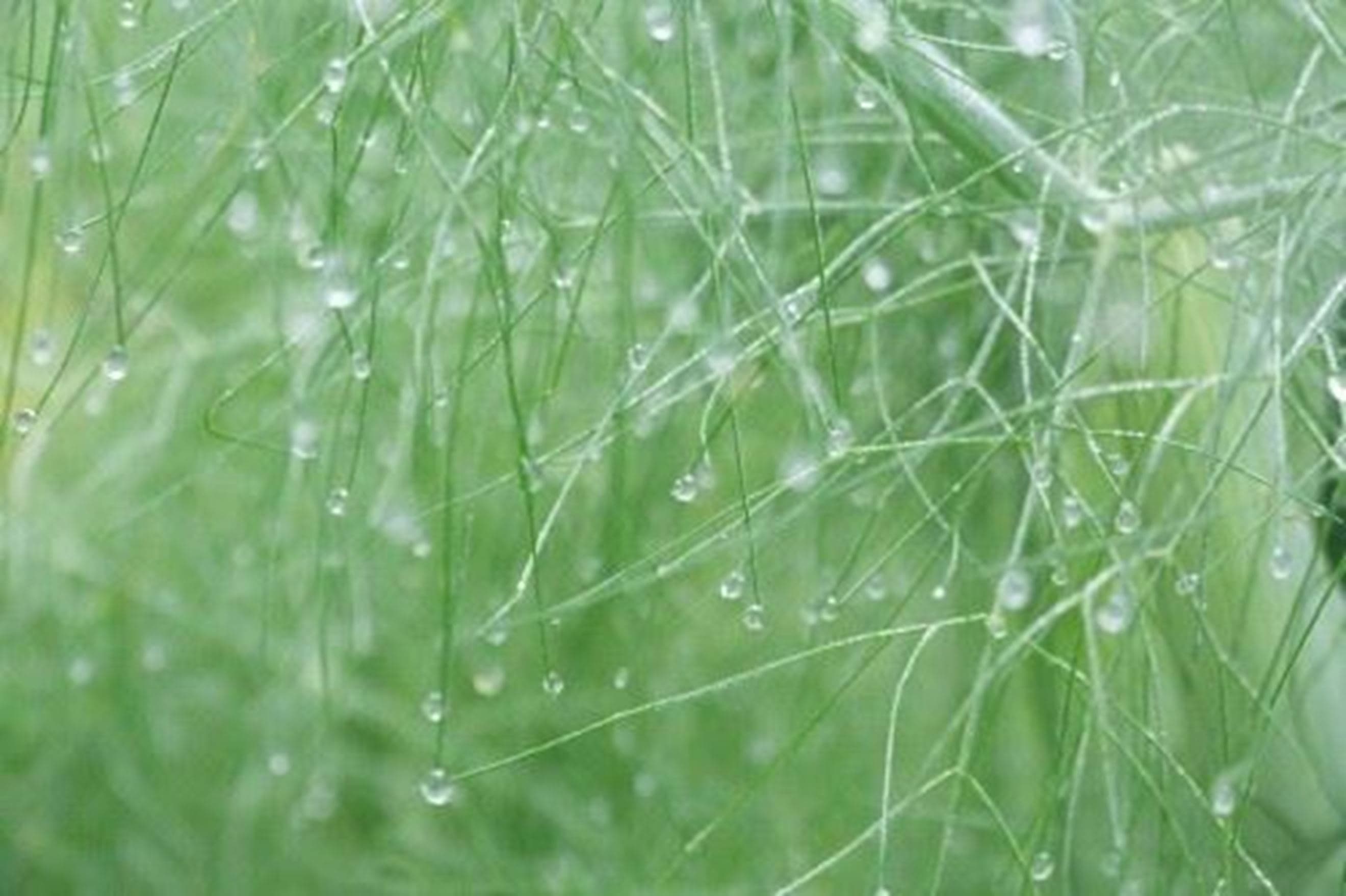 Fennel Tops 50g (Own Grown)
