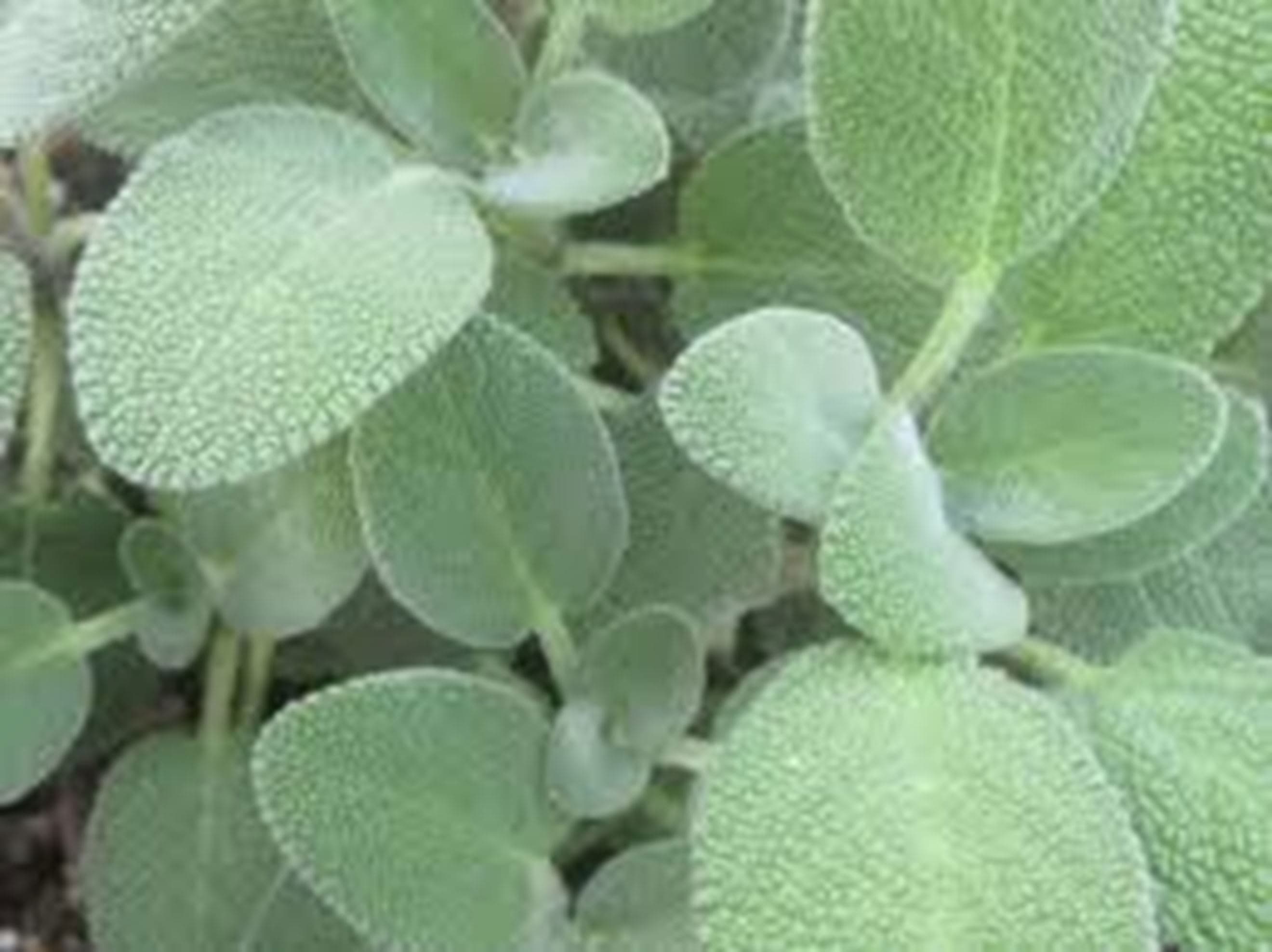Sage 25g (Own Grown)