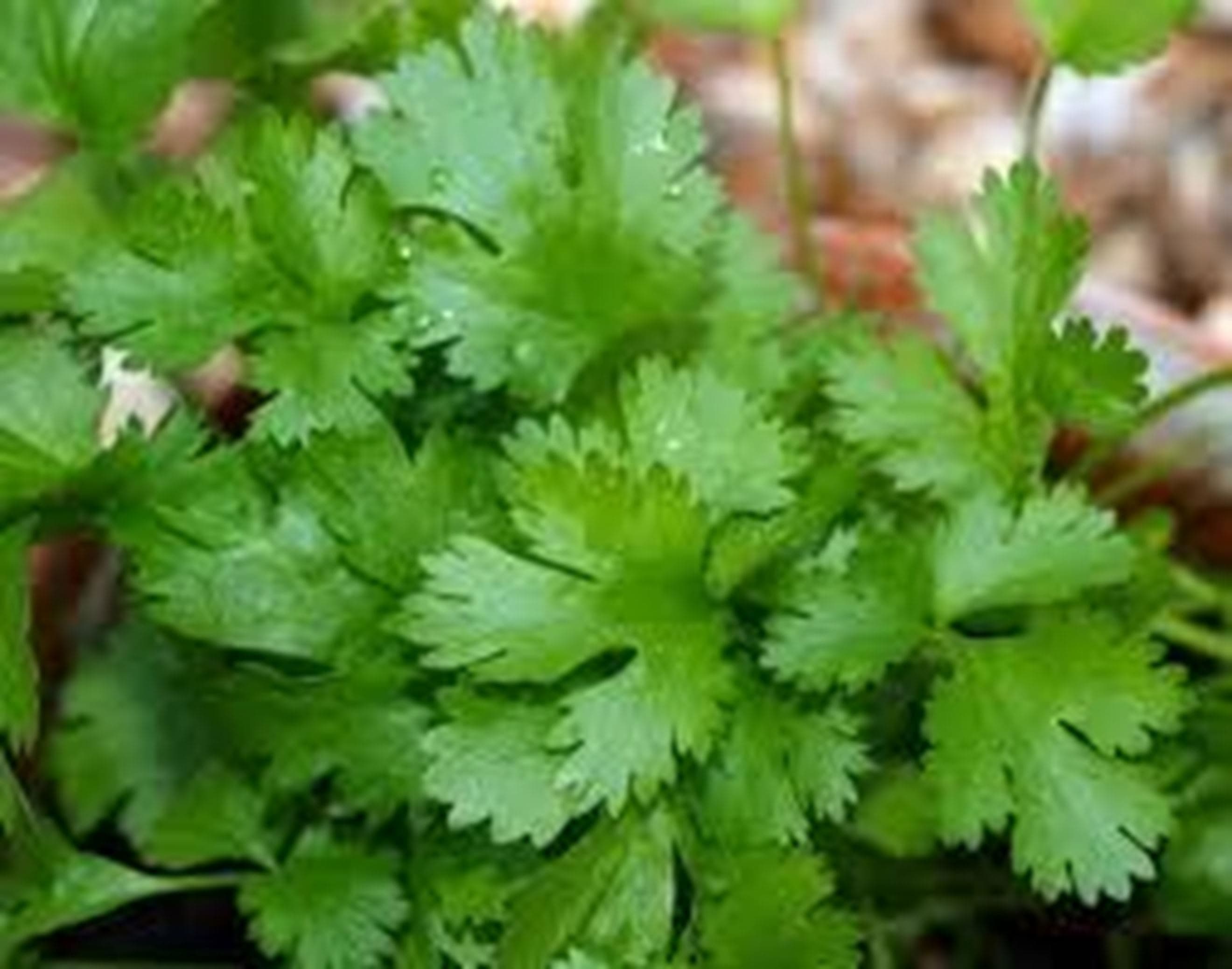 Coriander 25g (Own Grown)