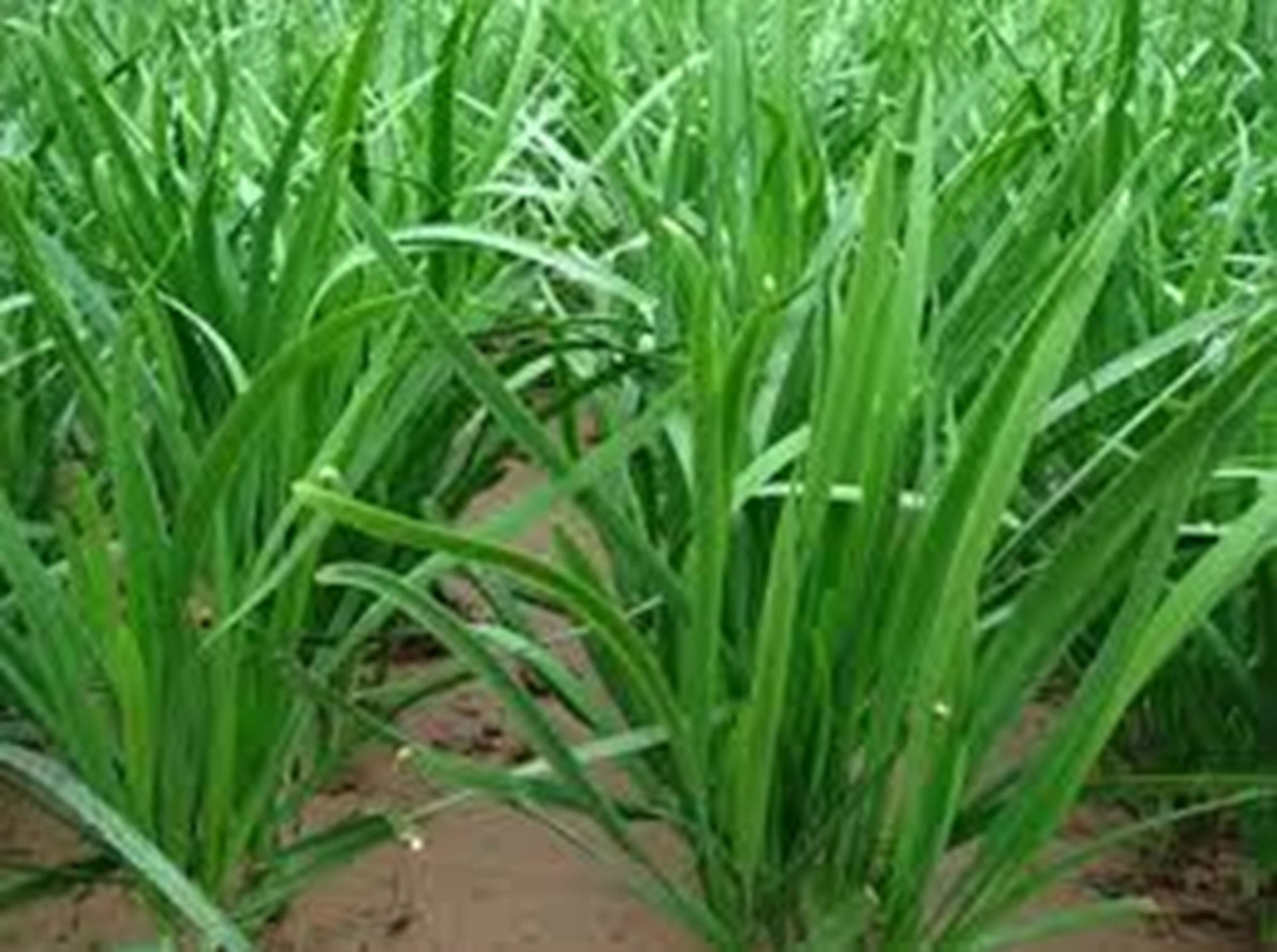 Garlic Chives 25g (Own Grown)