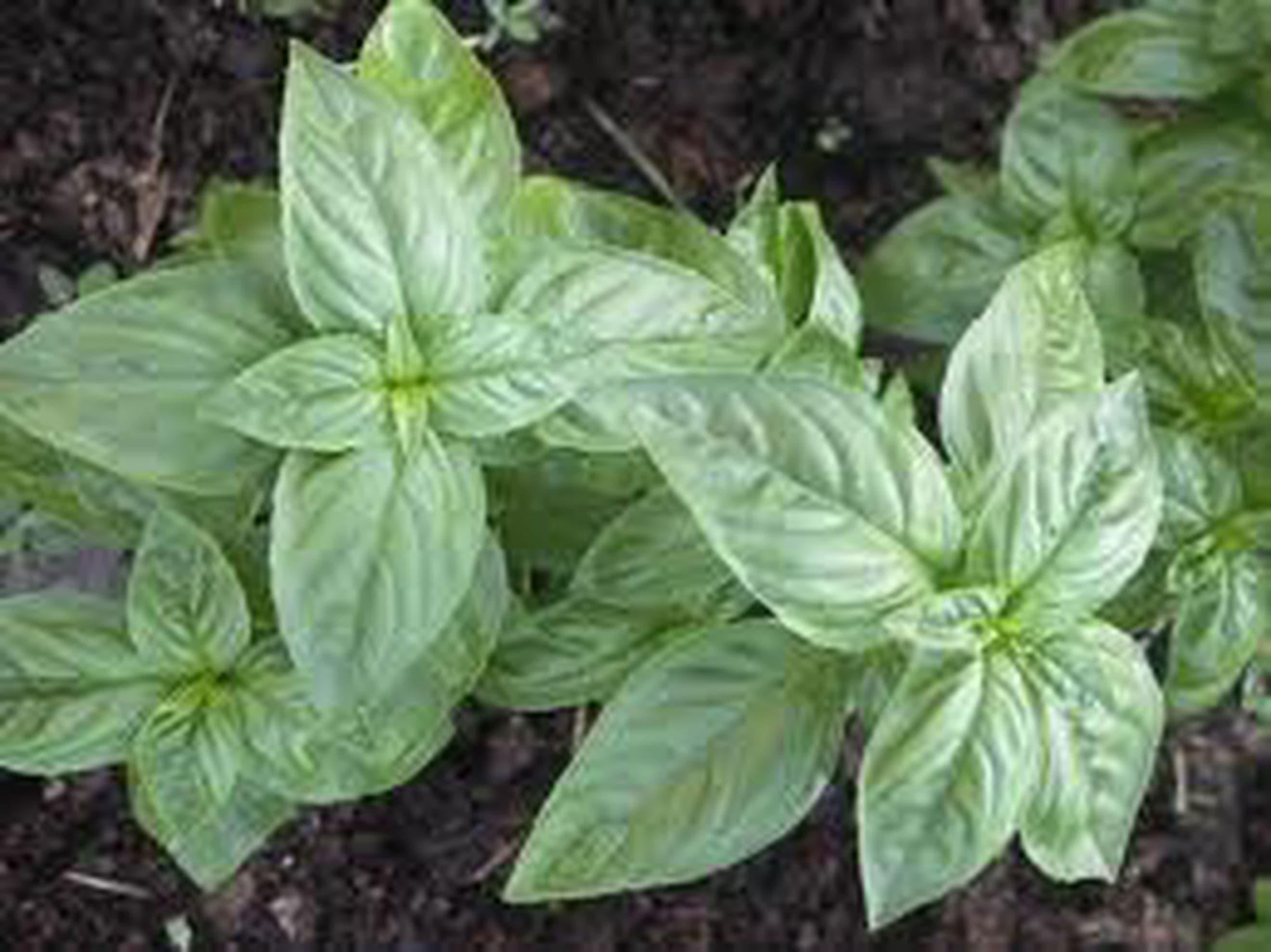 Basil Fresh (Own Grown) (25g)