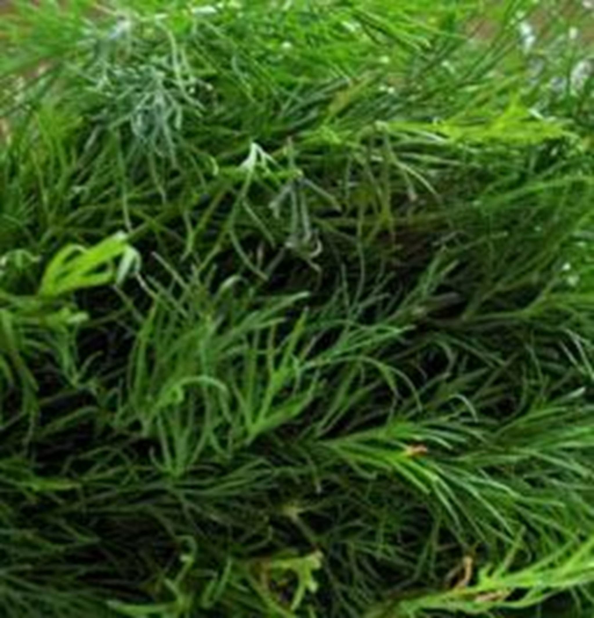 Dill 20g (Own Grown)