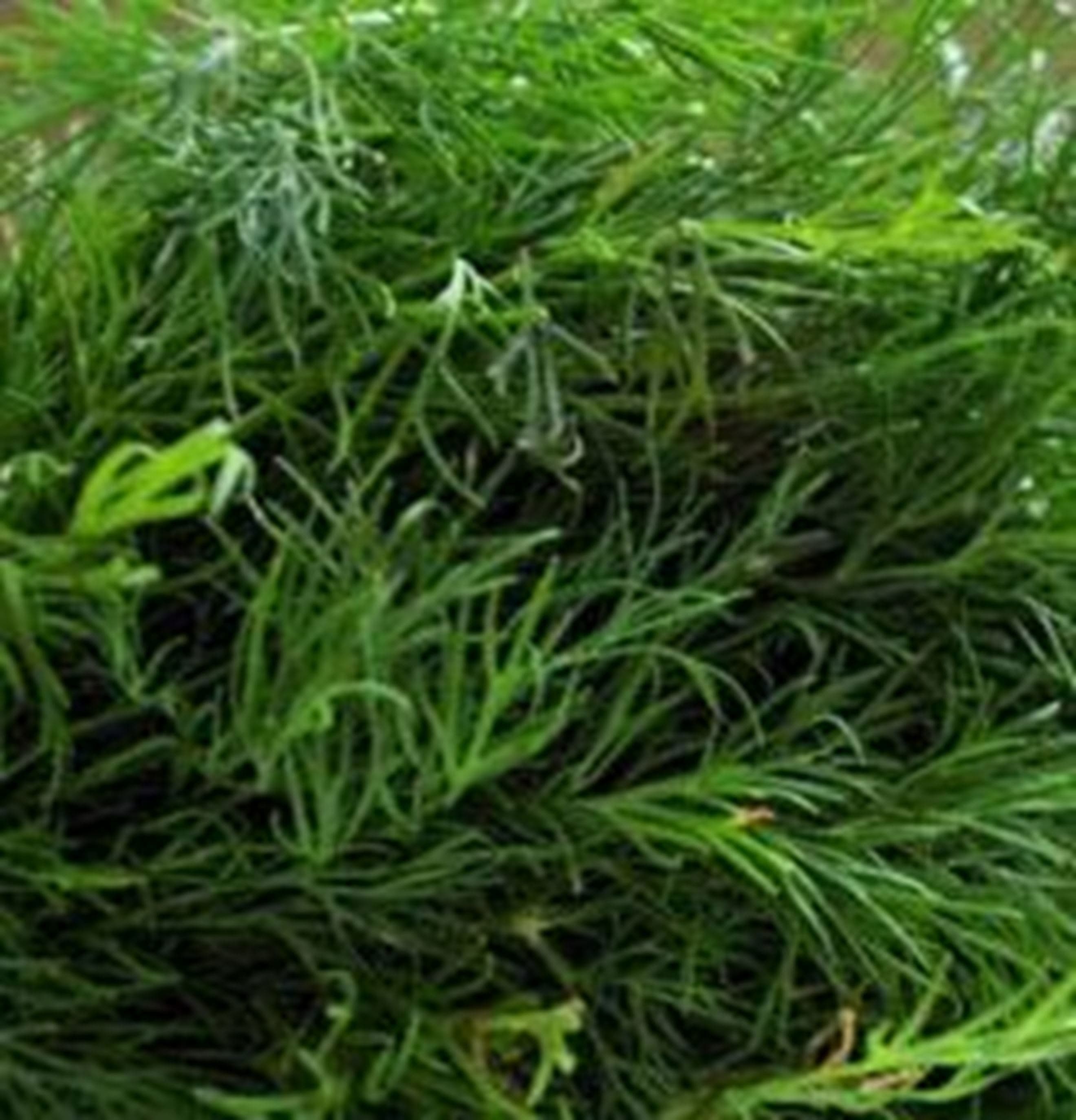 Dill 20g (Own Grown)
