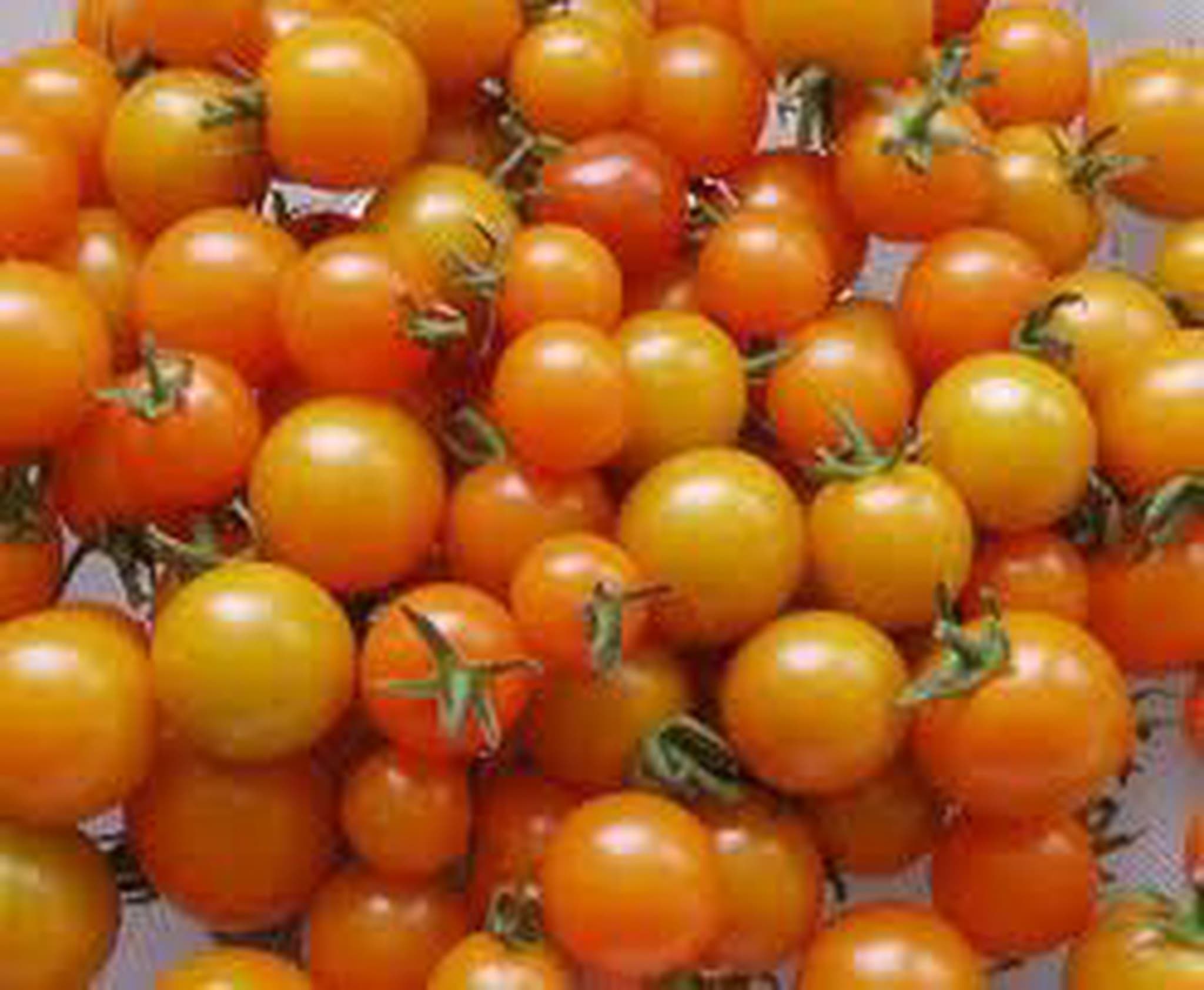 Tomatoes - Mixed Cherry 250g (Own Grown)