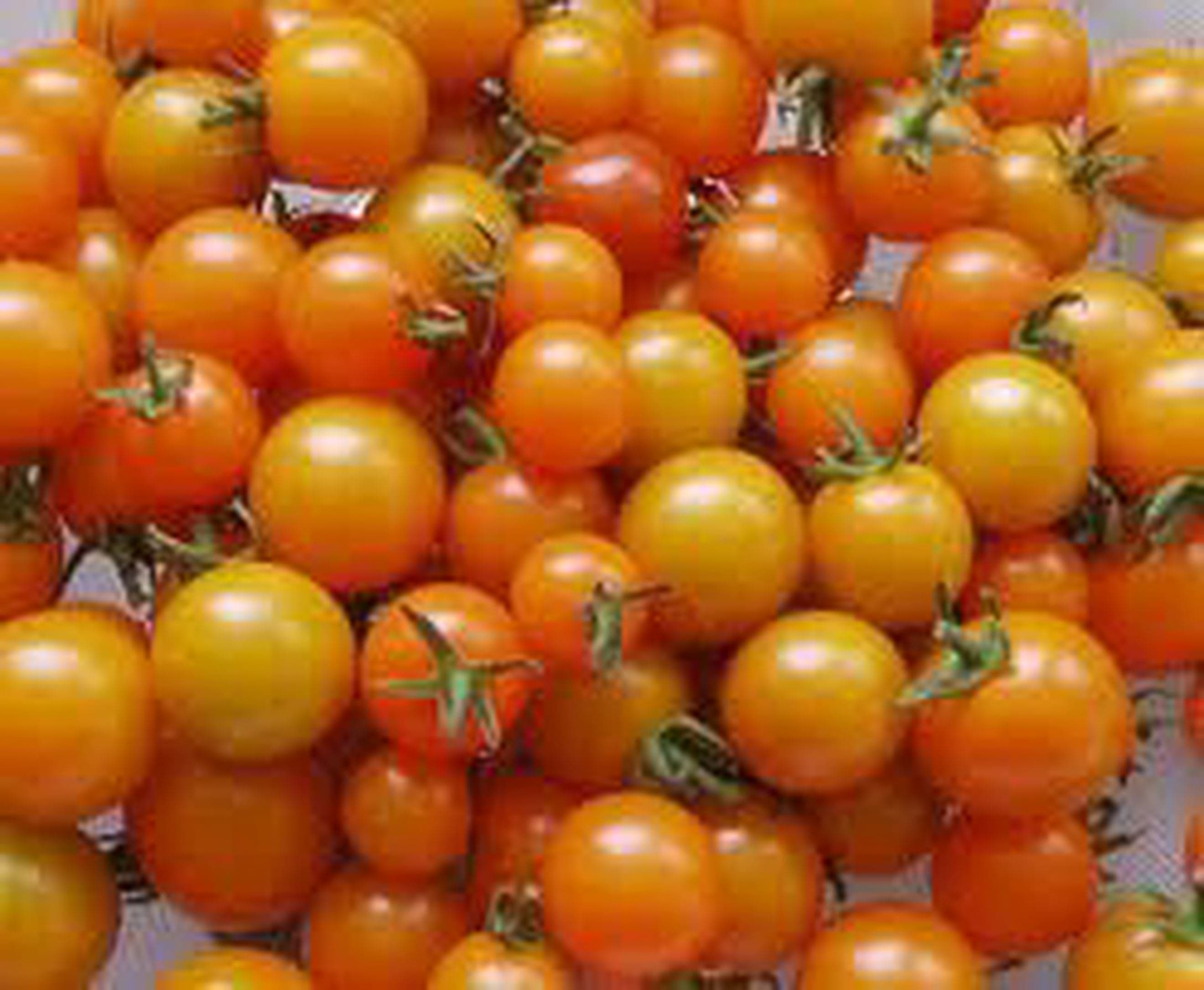 Tomatoes - Mixed Cherry 250g (Own Grown)