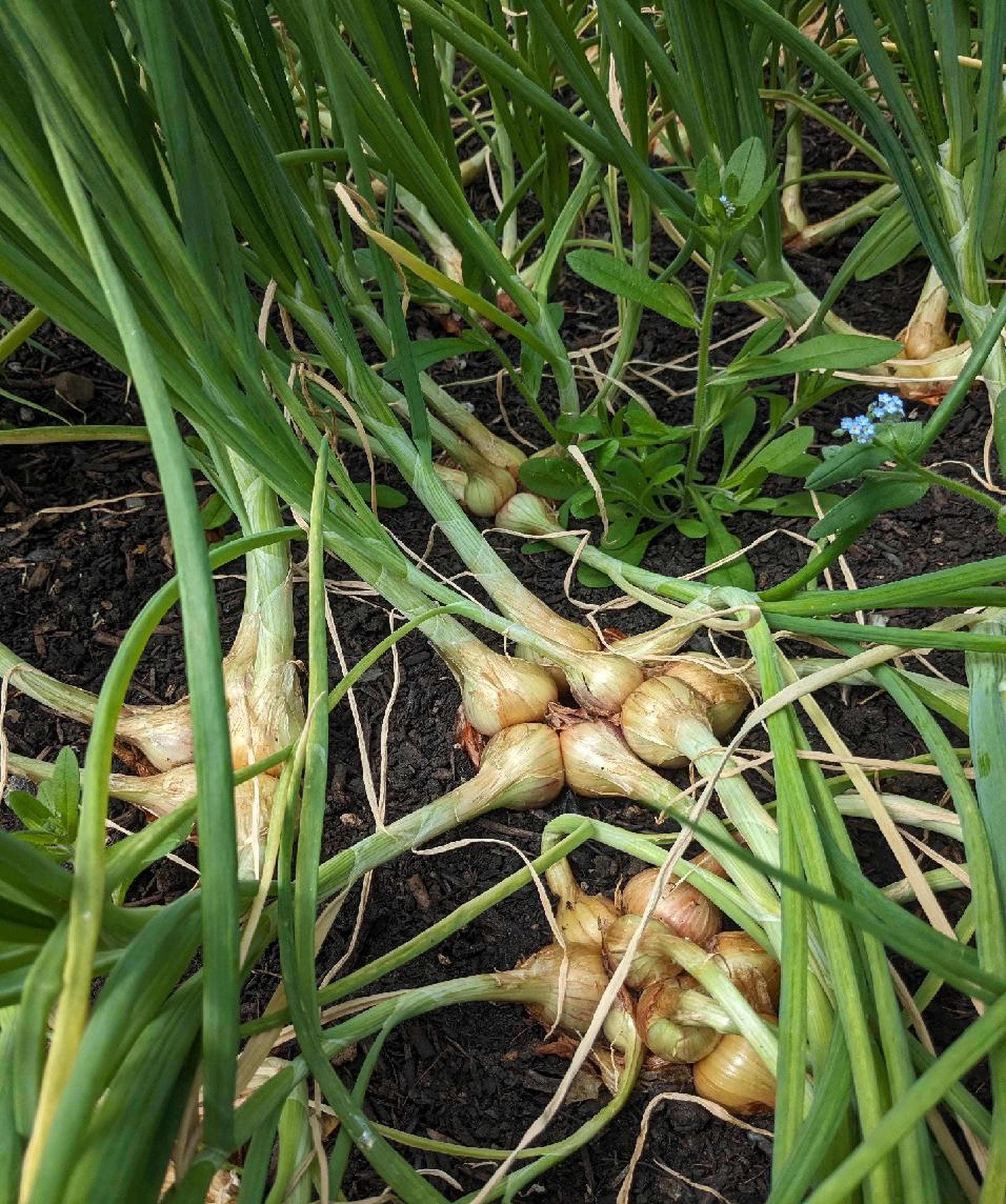 Shallots (Own Grown)