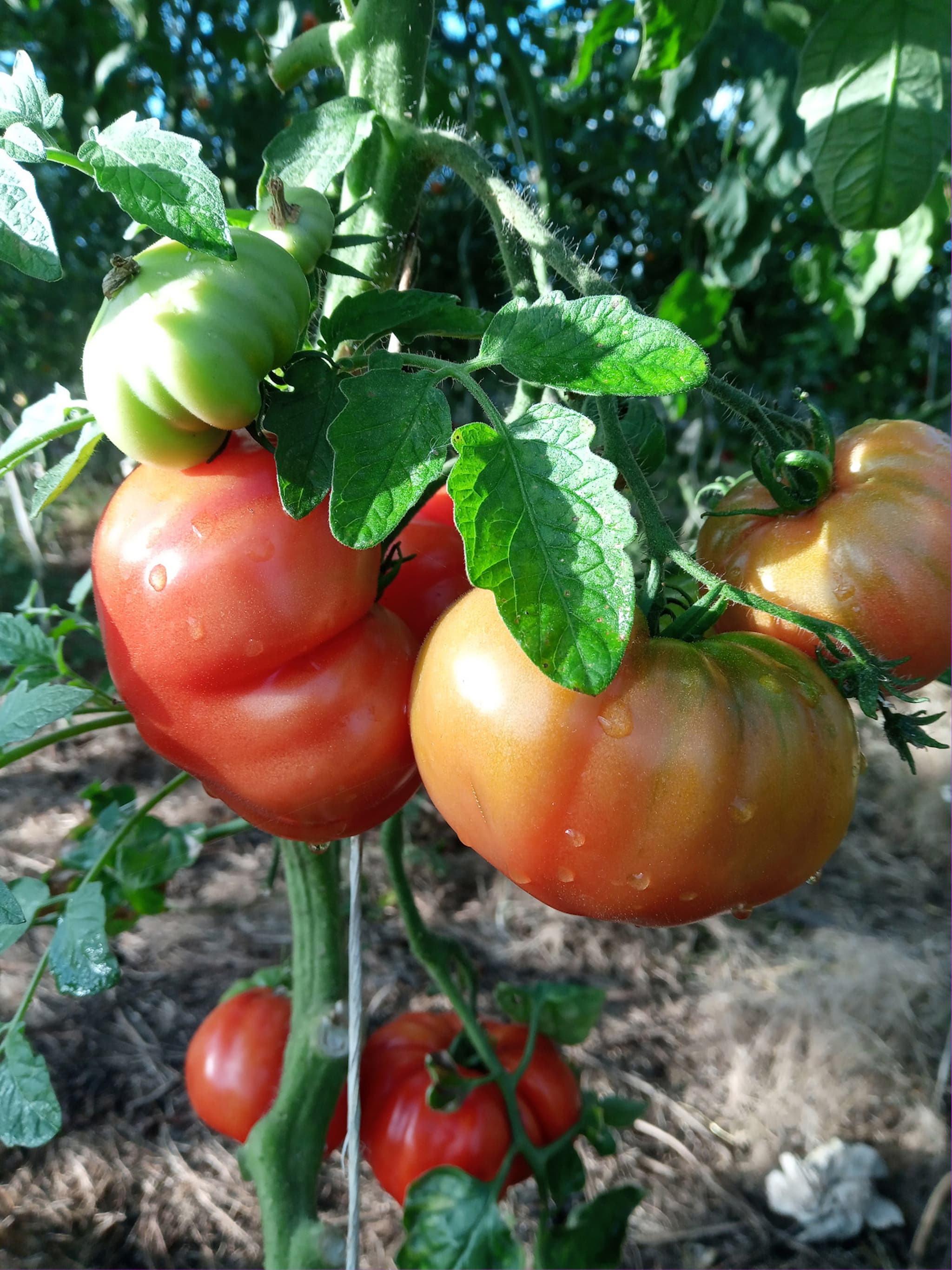 Tomato Beefsteak (500g) (Own Grown)