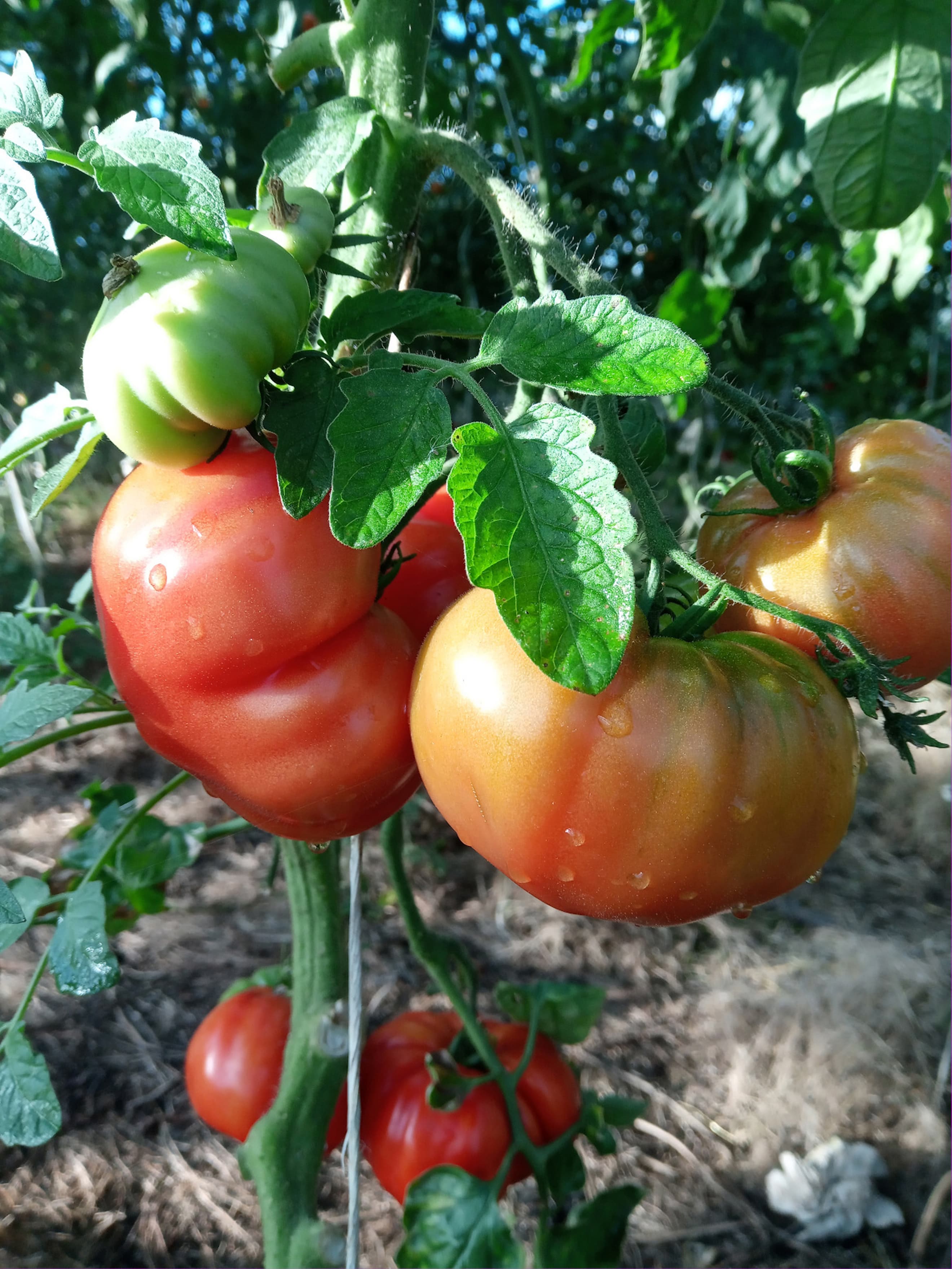 Tomato Beefsteak (500g) (Own Grown)