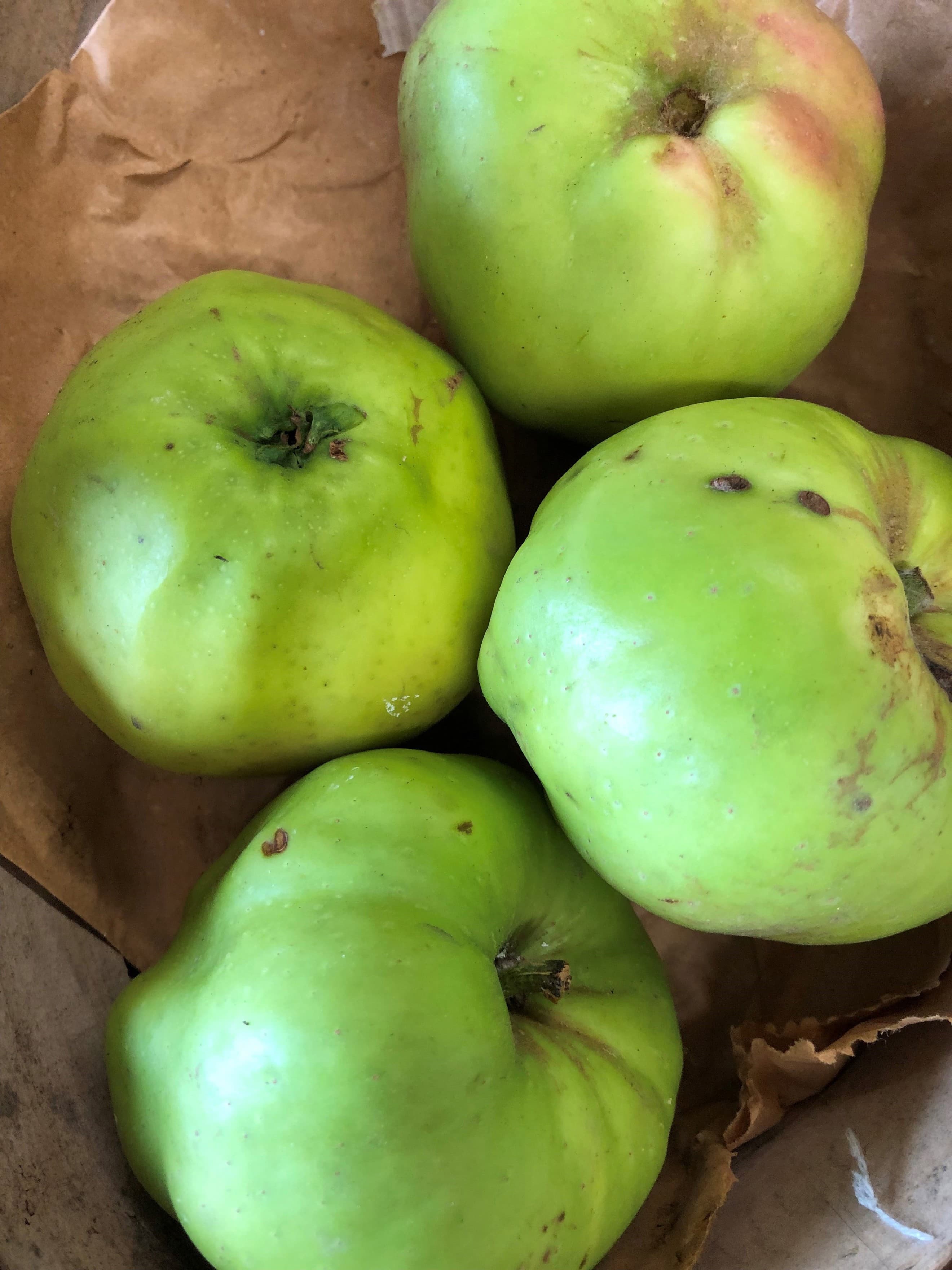 Apples- Windfall for Cooking (Own Grown)