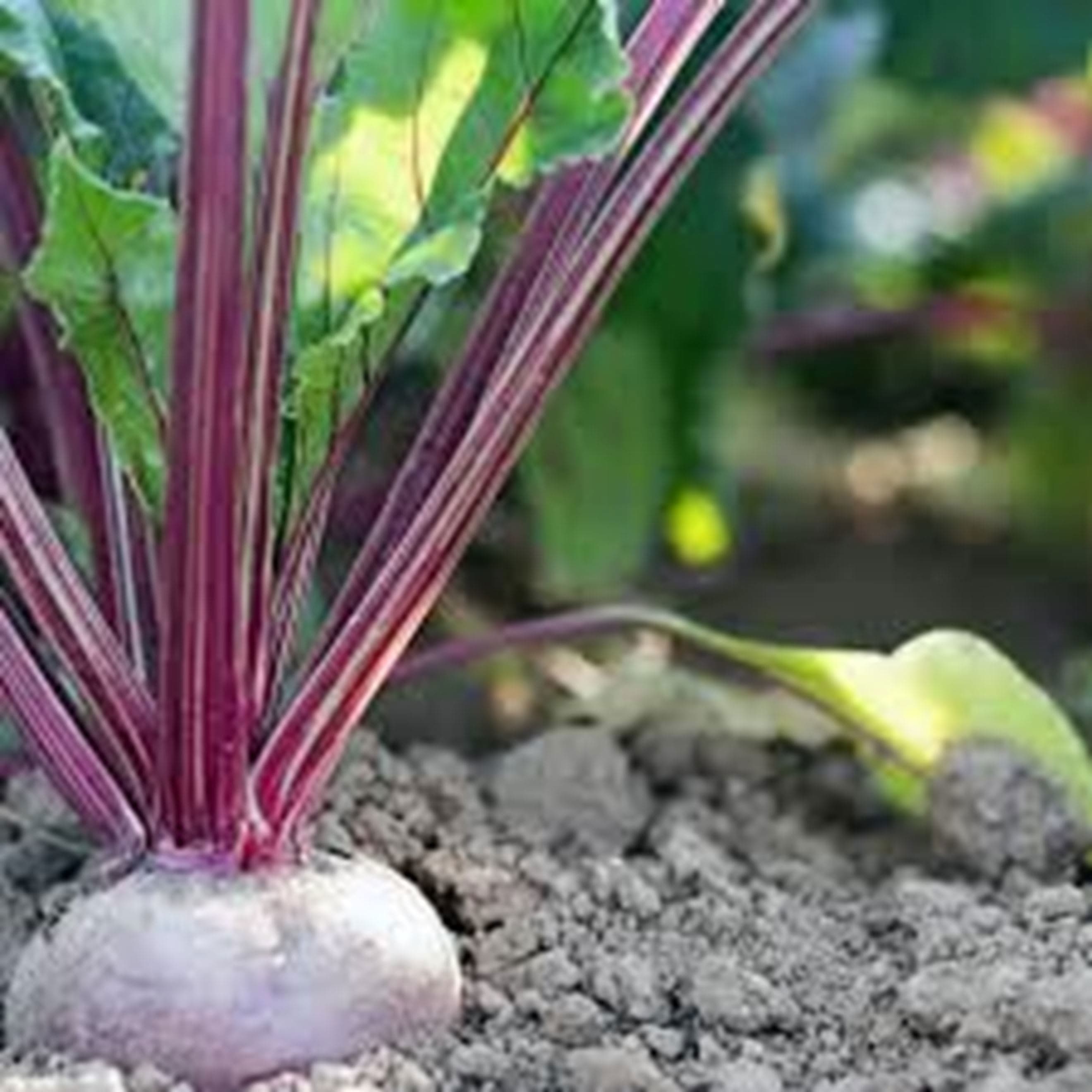 Beetroot - Bunched (Own Grown)