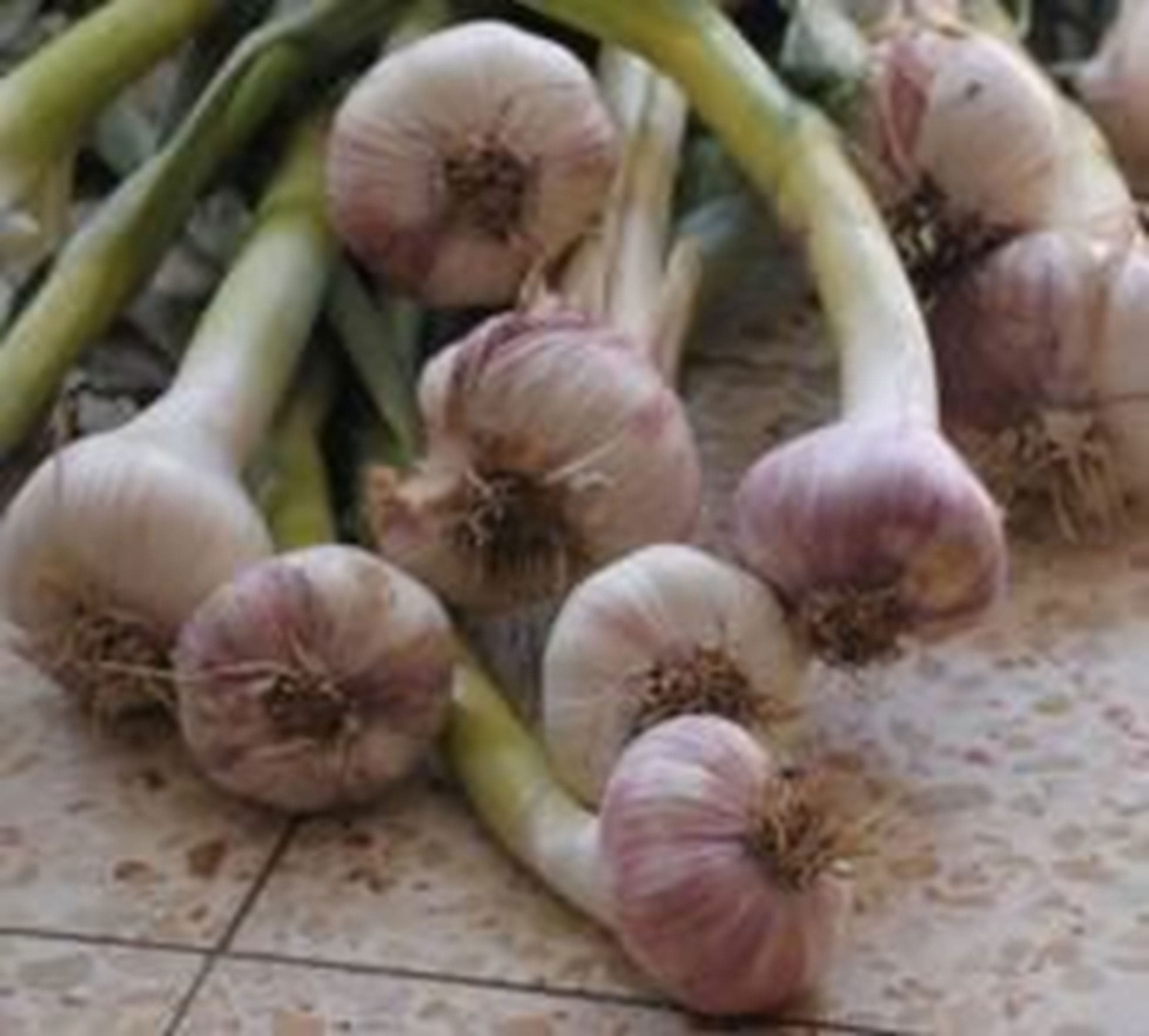 Garlic (Approx 100g) (Own Grown)