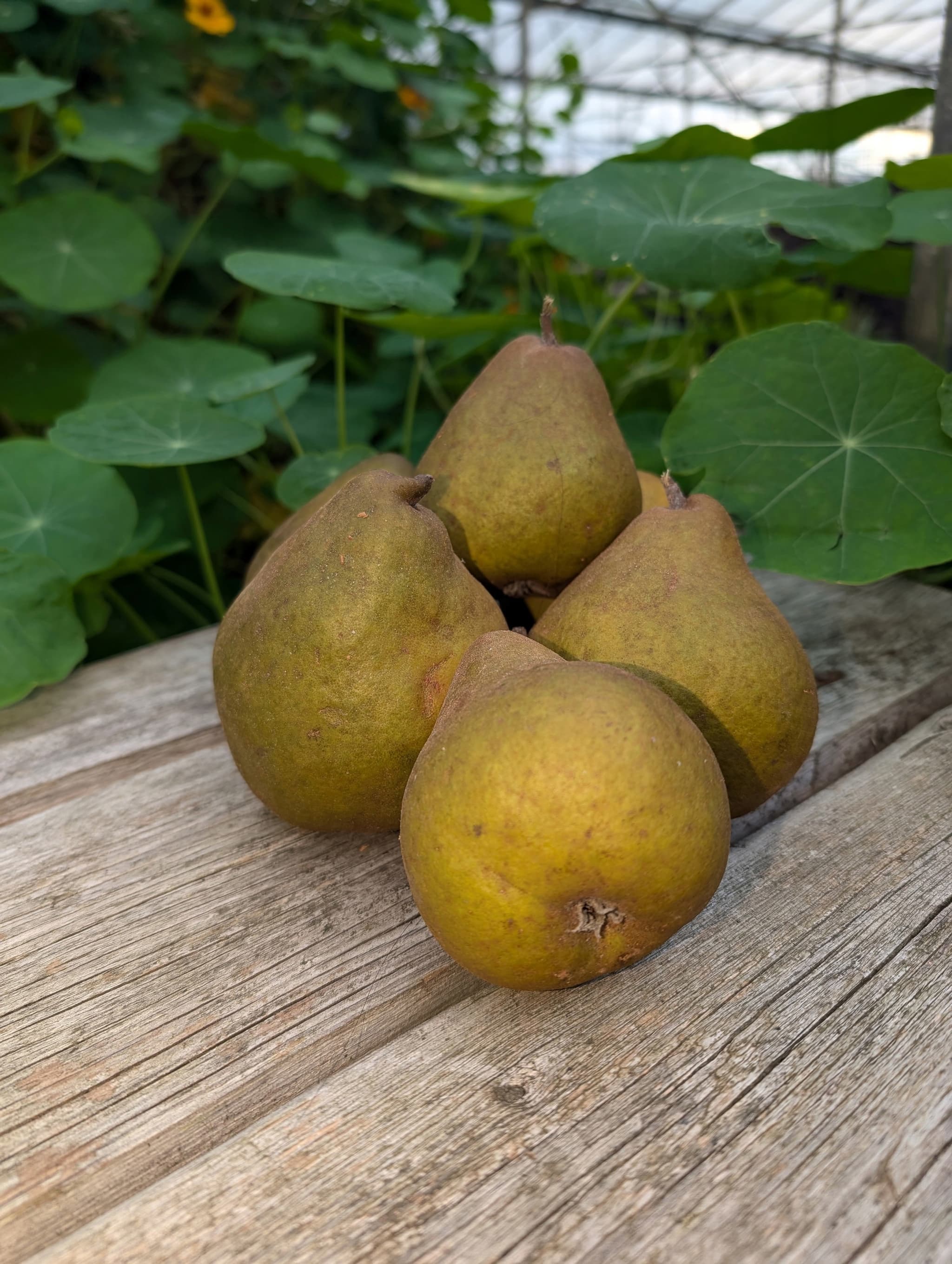 Pears - Cooking (Own Grown)